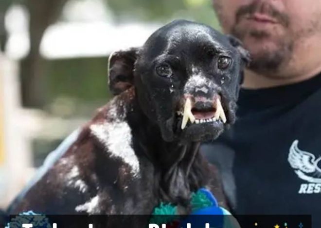 This Deformed Dog Is Still In Good Spirits Despite Suffering Horrific Abuse