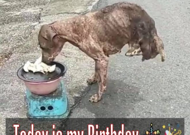 Celebrating Max, the Dog Begging for Food on His Birthday