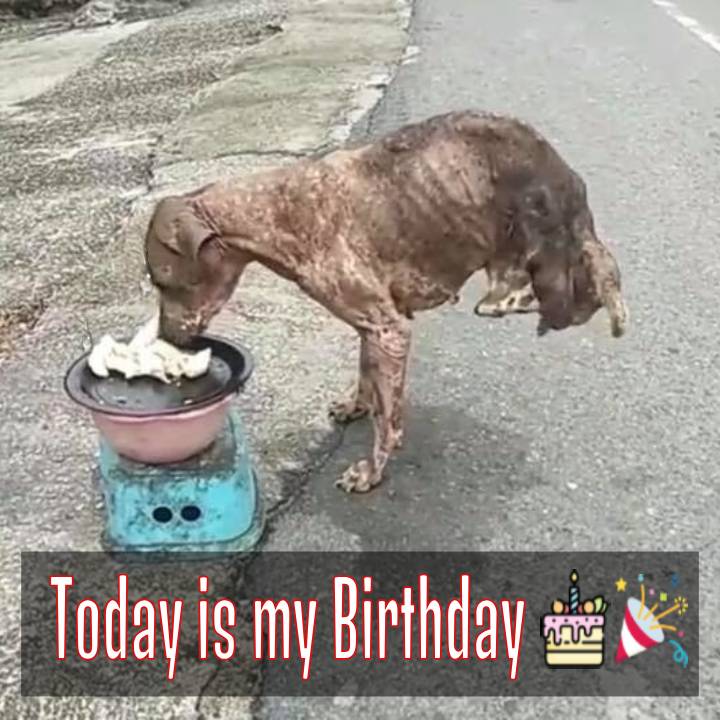 Celebrating Max, the Dog Begging for Food on His Birthday