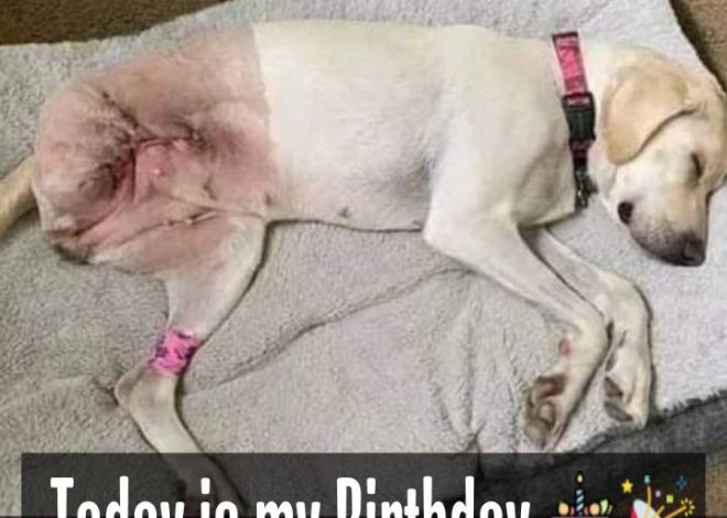 A Courageous Fifth Birthday: Celebrating a Dog’s Bravery After Amputation