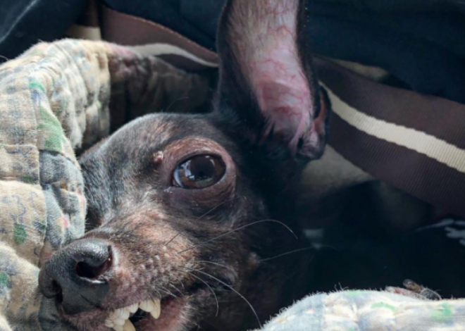 A Tearful Rescue: Freddy the Deformed Puppy Finds Hope and Love on His Birthday