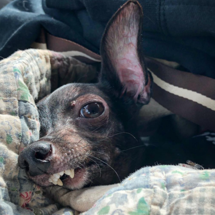 A Tearful Rescue: Freddy the Deformed Puppy Finds Hope and Love on His Birthday