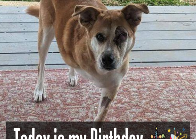 Celebrating Courage: A Special Fifth Birthday for Our Brave Dog