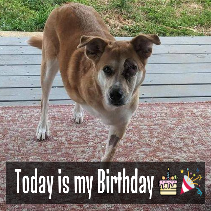 Celebrating Courage: A Special Fifth Birthday for Our Brave Dog