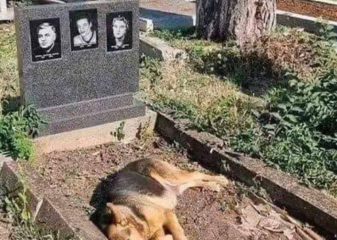 A Heartfelt Tribute: A Dog’s Emotional Birthday Visit to His Owner’s Grave