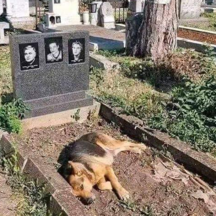 A Heartfelt Tribute: A Dog’s Emotional Birthday Visit to His Owner’s Grave