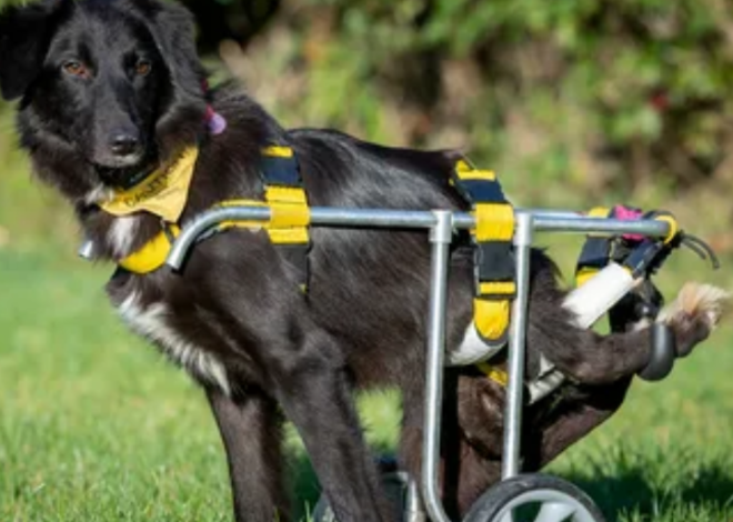 A Birthday of New Beginnings: Celebrating a Dog’s Resilience with a New Wheelchair