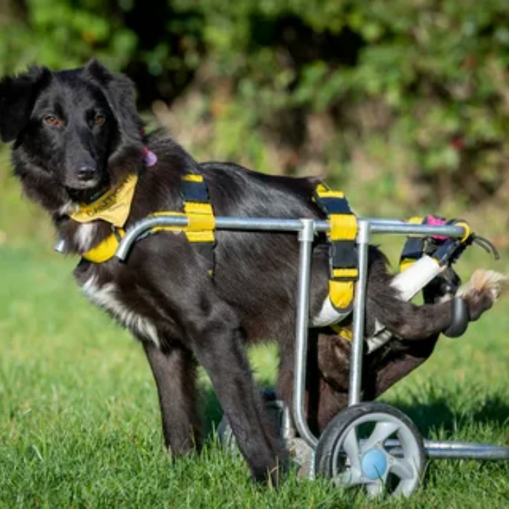 A Birthday of New Beginnings: Celebrating a Dog’s Resilience with a New Wheelchair