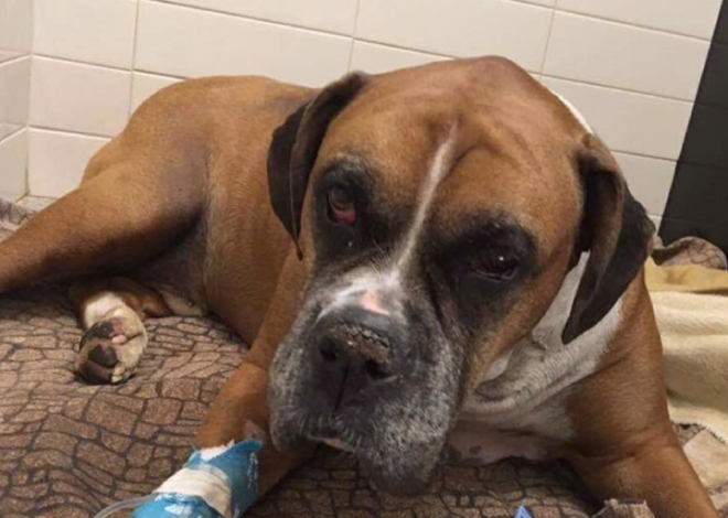 Heartbreaking Loss: Injured Dog Found Buried Alive on His Birthday