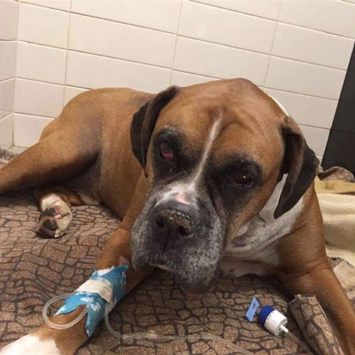 Heartbreaking Loss: Injured Dog Found Buried Alive on His Birthday