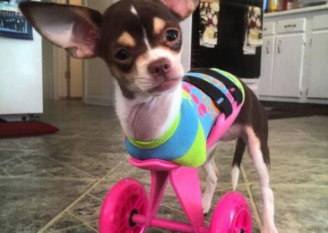 The Agonizing Journey of Max: A Paralyzed Dog’s Birthday of Hope and Healing