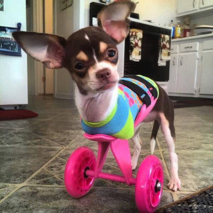 The Agonizing Journey of Max: A Paralyzed Dog’s Birthday of Hope and Healing