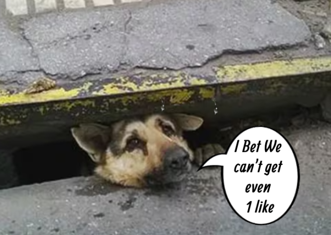 A Birthday Miracle: The Heroic Rescue of a Dog Trapped in a Rain-Soaked Sewer