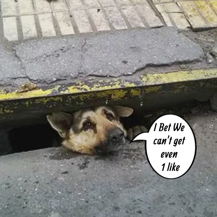 A Birthday Miracle: The Heroic Rescue of a Dog Trapped in a Rain-Soaked Sewer