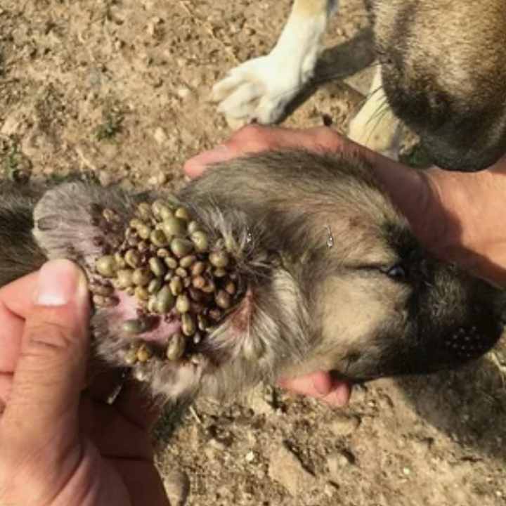 Celebrating Resilience: A Dog’s Journey Through the Challenges of Mango Worms