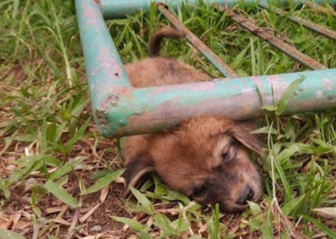 Remarkable Rescue: Puppy Trapped Under Metal Gate, Caught on Camera, Leaves Viewers Amazed