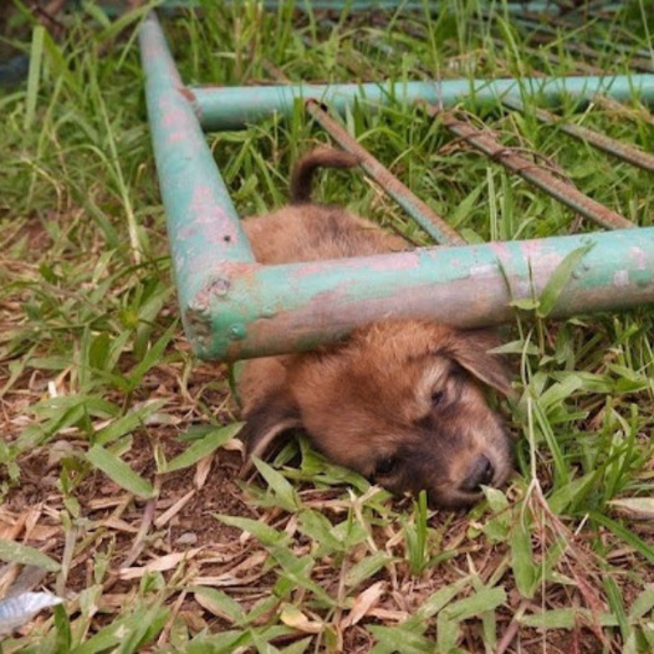 Remarkable Rescue: Puppy Trapped Under Metal Gate, Caught on Camera, Leaves Viewers Amazed