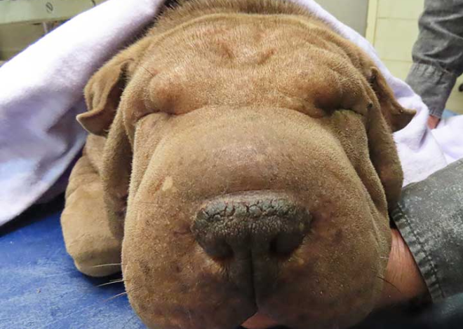 A Birthday of Reflection: Addressing Vision Challenges in Shar Peis