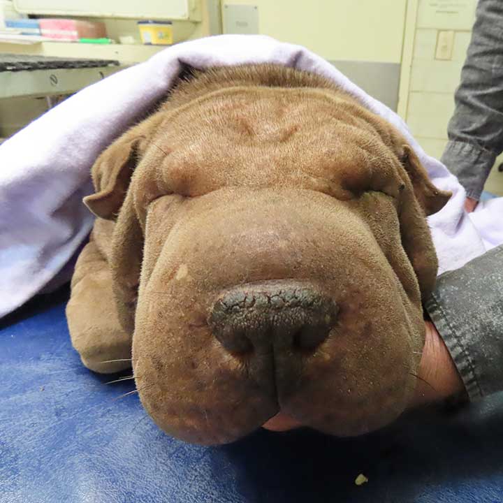 A Birthday of Reflection: Addressing Vision Challenges in Shar Peis