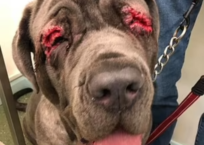 A Heartbreaking Birthday: Neapolitan Mastiff’s Inherited Blindness Highlights Inbreeding Risks