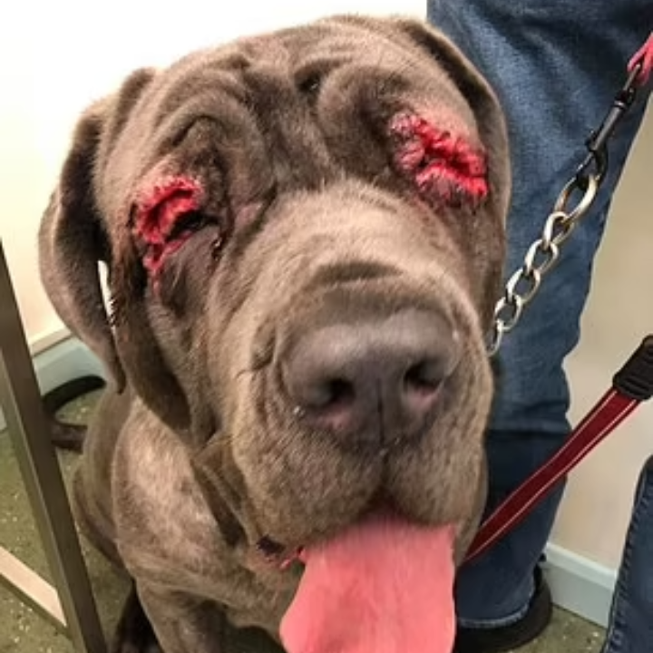 A Heartbreaking Birthday: Neapolitan Mastiff’s Inherited Blindness Highlights Inbreeding Risks