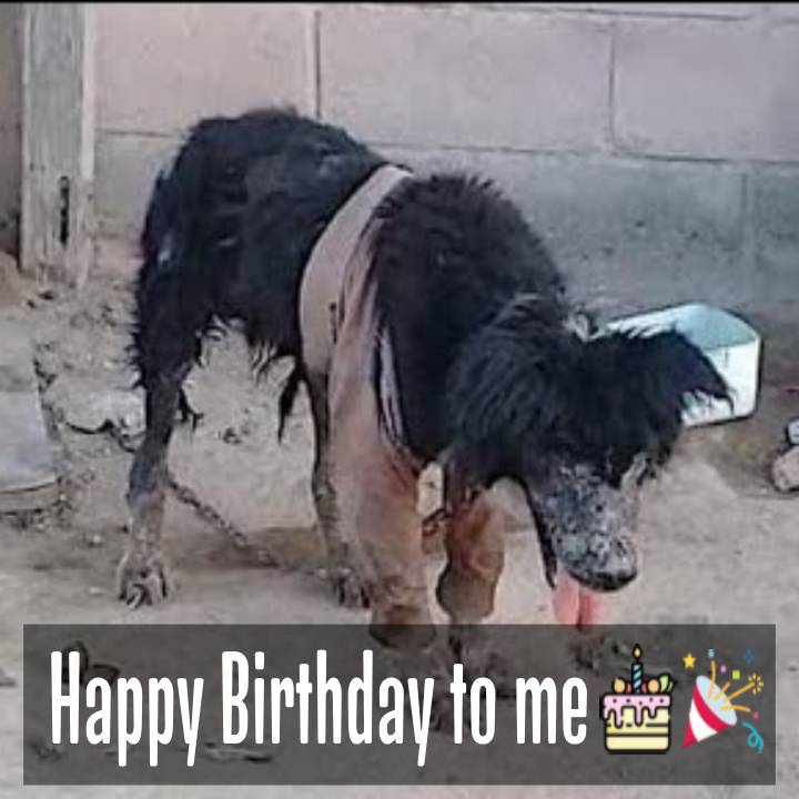 I wish everyone could wish me a happy birthday. Today, I haven’t received any birthday wishes yet.