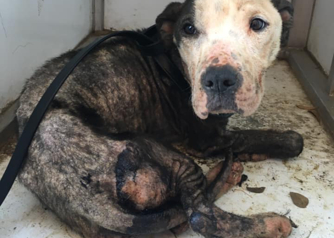 Celebrating Hope on His Birthday: The Story of Max, a Dog Overcoming Mange and Neglect