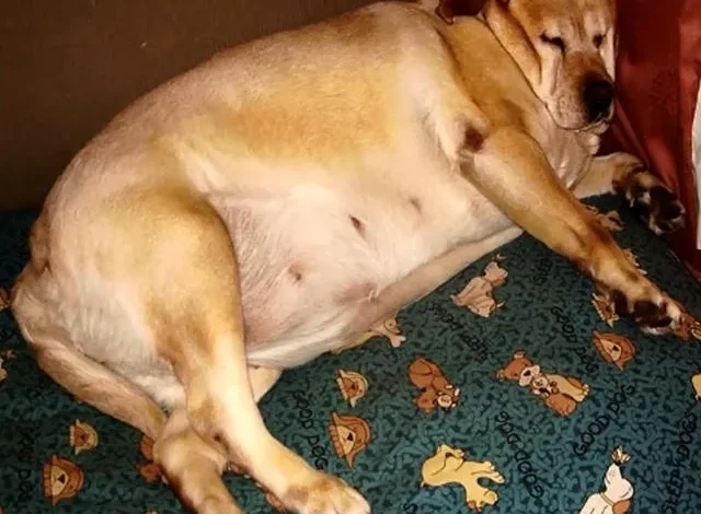 Celebrating Sleepy: The World’s Fattest Dog Turns Five!