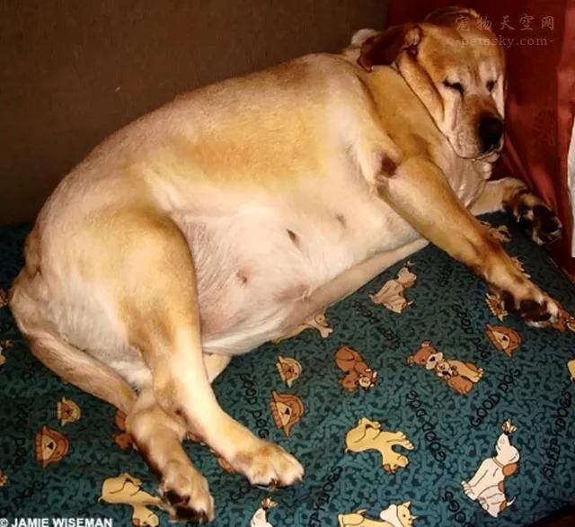 Celebrating Sleepy: The World’s Fattest Dog Turns Five!