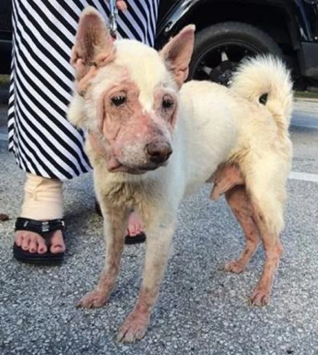 A Birthday Miracle: Shiba Inu Defies the Odds