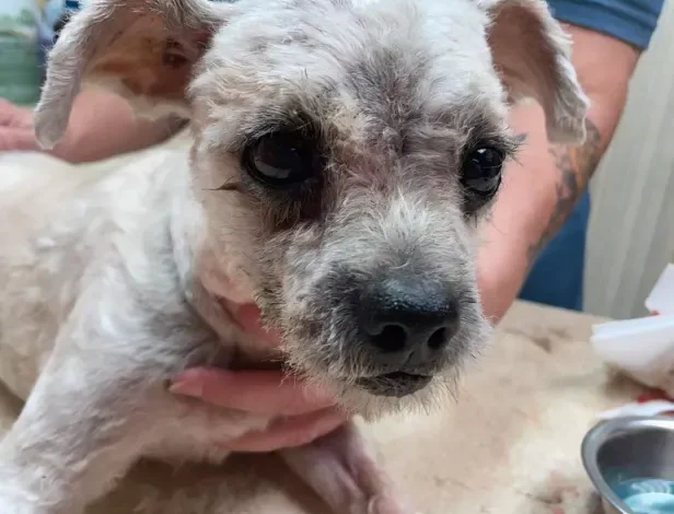 A Birthday to Remember: Abandoned Matted Dog’s Incredible Transformation