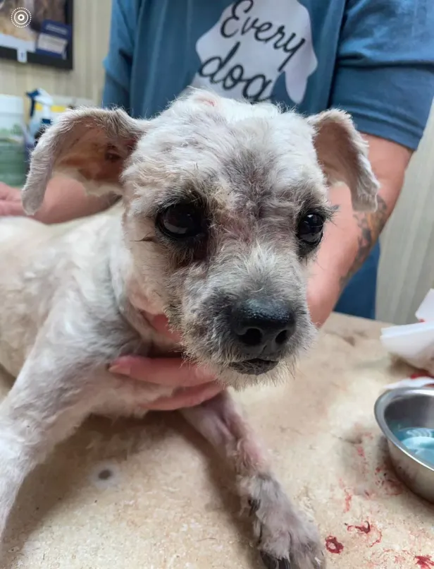 A Birthday to Remember: Abandoned Matted Dog’s Incredible Transformation