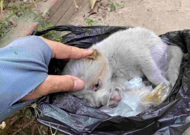 From Despair to Joy: The Miraculous Rescue of a Puppy Thrown Away at Birth