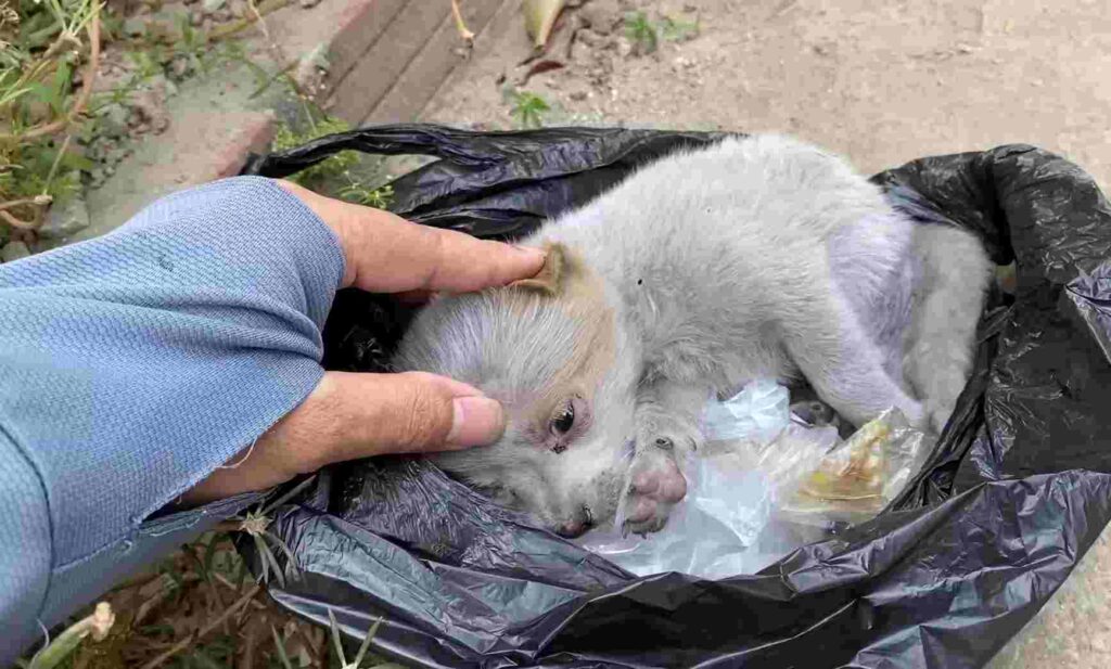 From Despair to Joy: The Miraculous Rescue of a Puppy Thrown Away at Birth