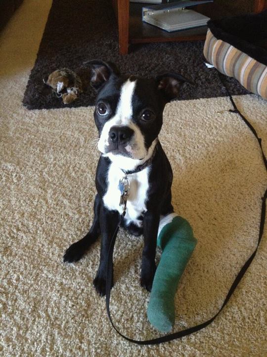 A Tale of Resilience and Recovery: Meet Barkley the Brave