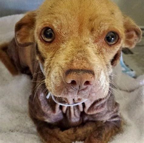 A Birthday Appeal: Tiny Five-Year-Old Dog Needs a Foster to Save Her Life