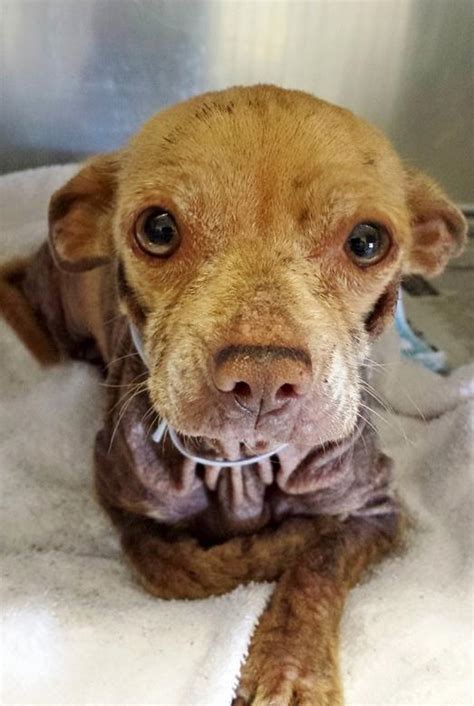 A Birthday Appeal: Tiny Five-Year-Old Dog Needs a Foster to Save Her Life