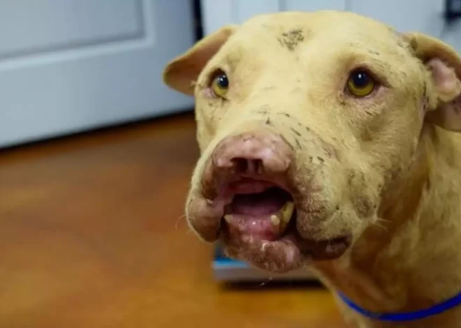 Celebrating Maverick: The Dog Who Lost His Nose But Gained a World of Love