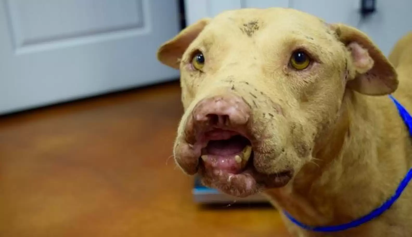 Celebrating Maverick: The Dog Who Lost His Nose But Gained a World of Love