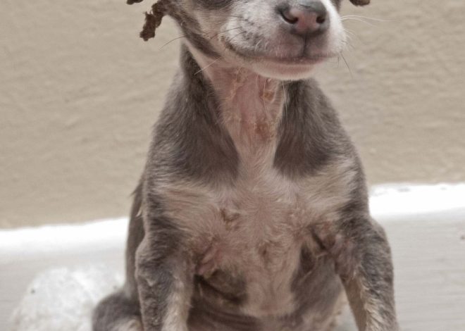 A Heartwarming Birthday: Chihuahua Puppy with Severe Burns Finds His Forever Home