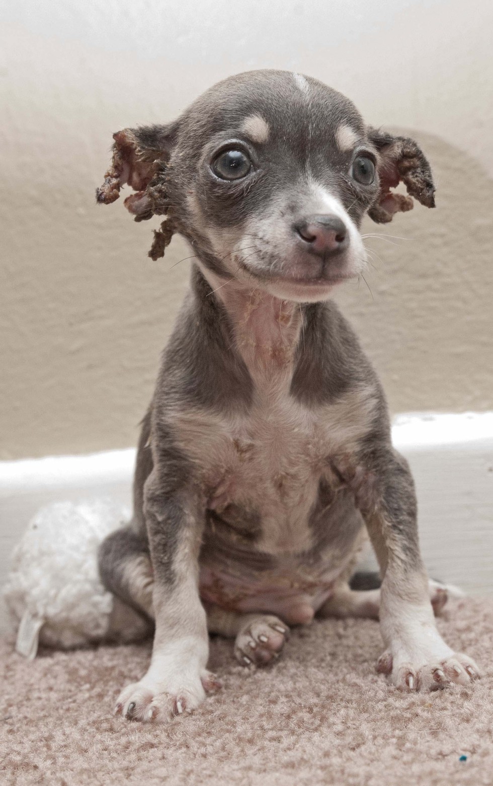 A Heartwarming Birthday: Chihuahua Puppy with Severe Burns Finds His Forever Home