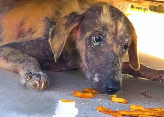 On His Birthday, Cute Puppy Found Under Car Experiences Amazing Transformation