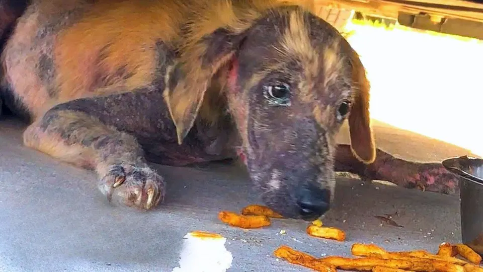 On His Birthday, Cute Puppy Found Under Car Experiences Amazing Transformation