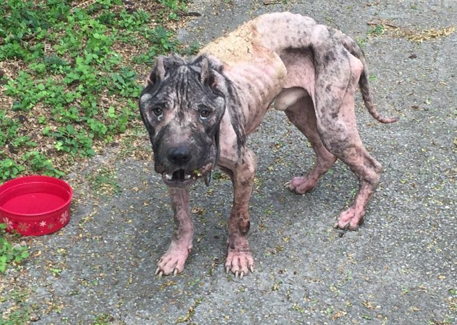 A Heartwarming Rescue: How a Dying Dog Knocked on the Door and Found a New Life