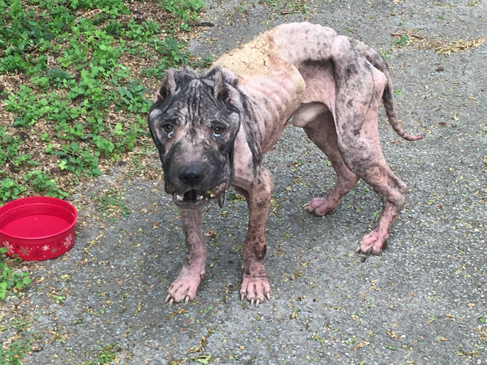 A Heartwarming Rescue: How a Dying Dog Knocked on the Door and Found a New Life