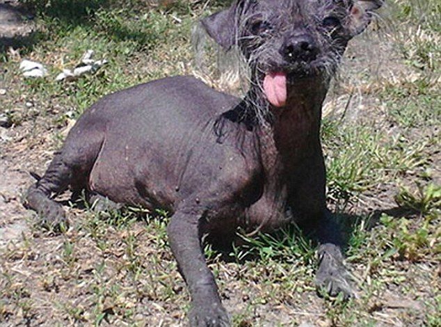 SweePee Rambo: The Adorable Underdog Aiming for the World’s Ugliest Dog Title