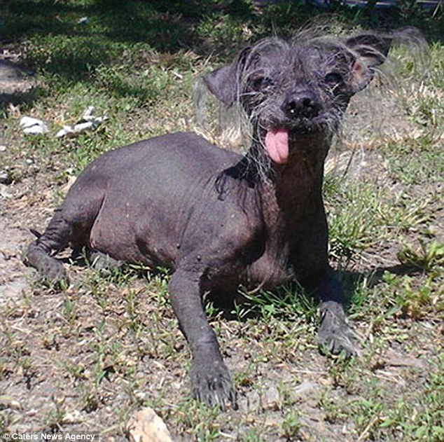 SweePee Rambo: The Adorable Underdog Aiming for the World’s Ugliest Dog Title