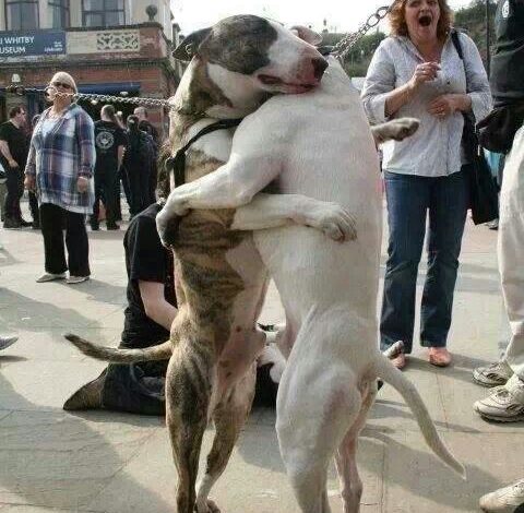 Heartwarming Reunion: Stray Canines Embrace After 7 Years in an Uplifting Encounter