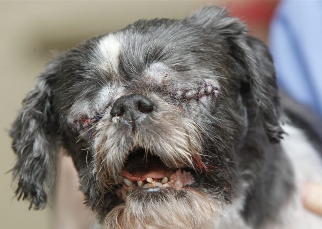 Celebrating Duke’s 13th Birthday: A Joyful Journey of a Resilient Shih Tzu