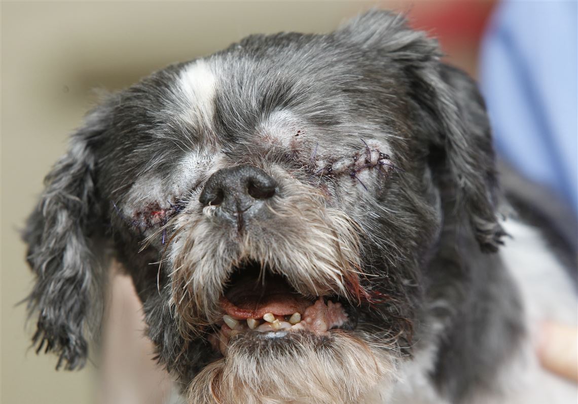 Celebrating Duke’s 13th Birthday: A Joyful Journey of a Resilient Shih Tzu